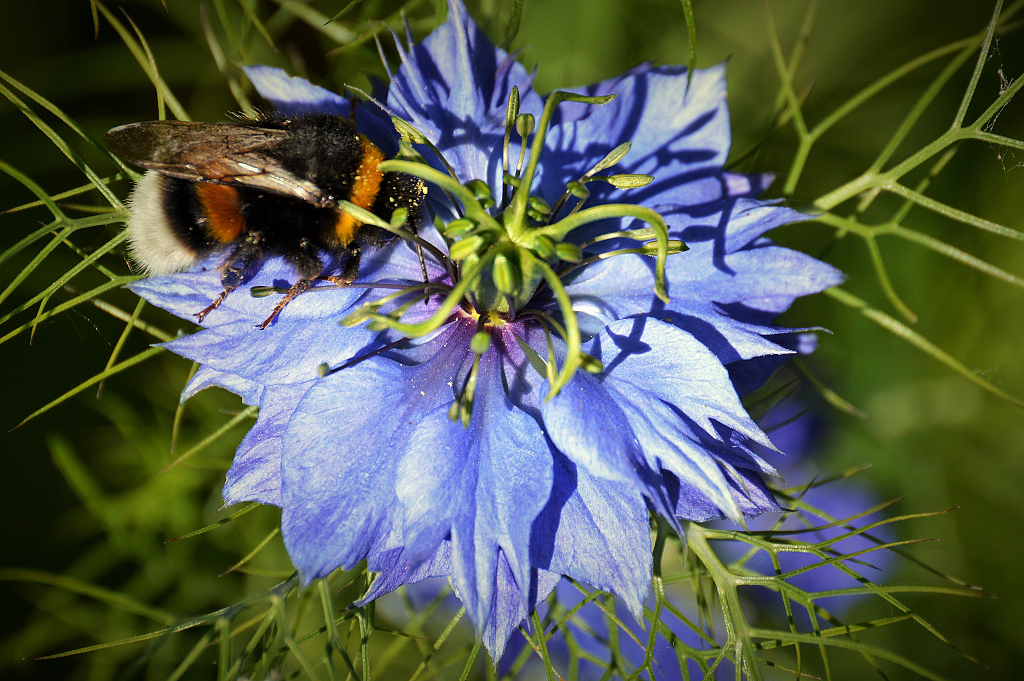 Nikon D3200 sample photo. Flower photography