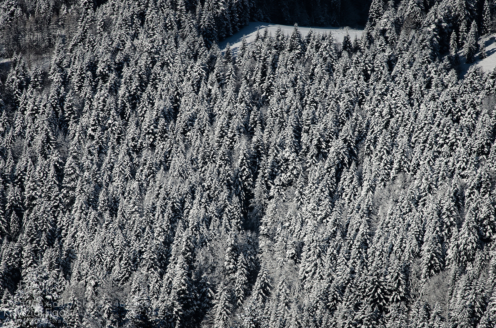 Nikon D5100 sample photo. Snow&frost photography