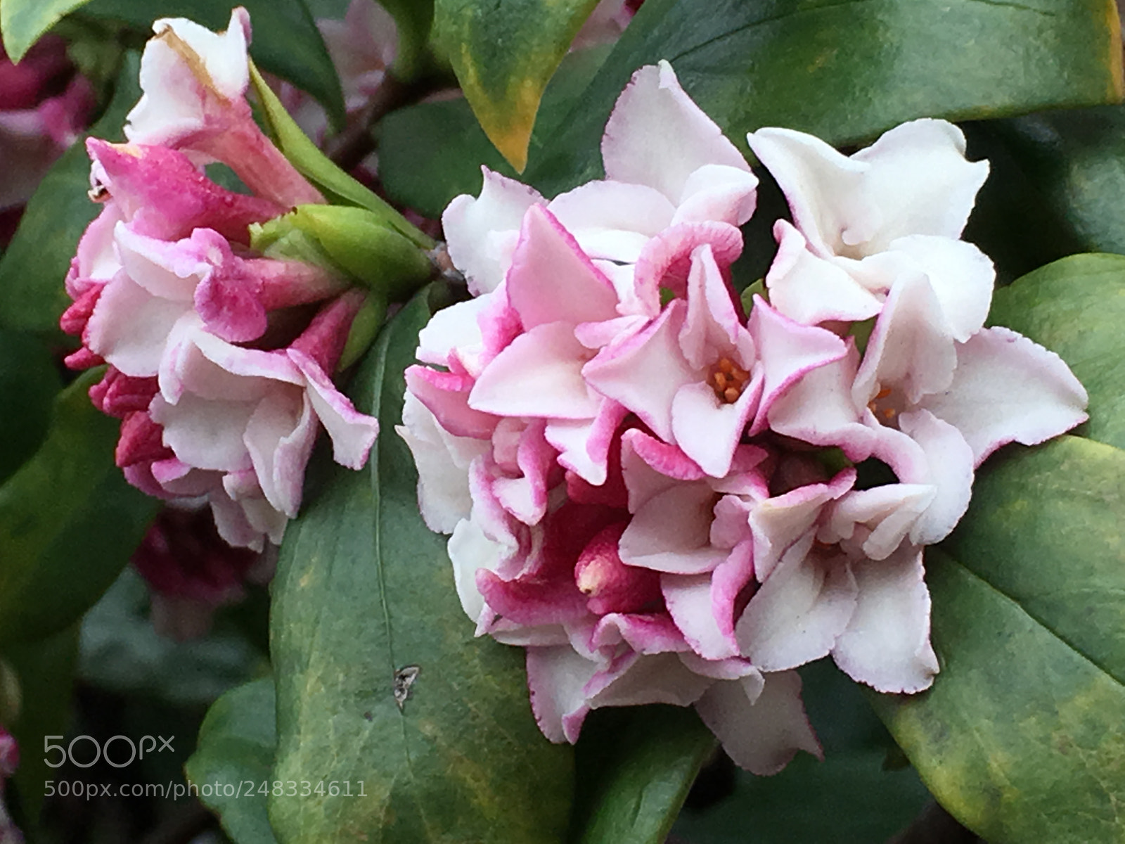 Apple iPhone 6s Plus sample photo. Spring2018 flowers photography