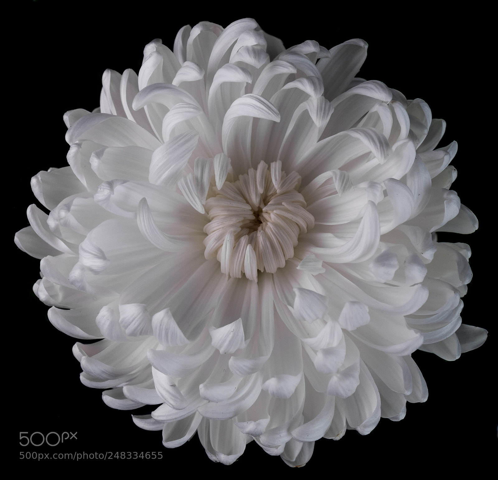 Fujifilm X-T2 sample photo. White flower photography