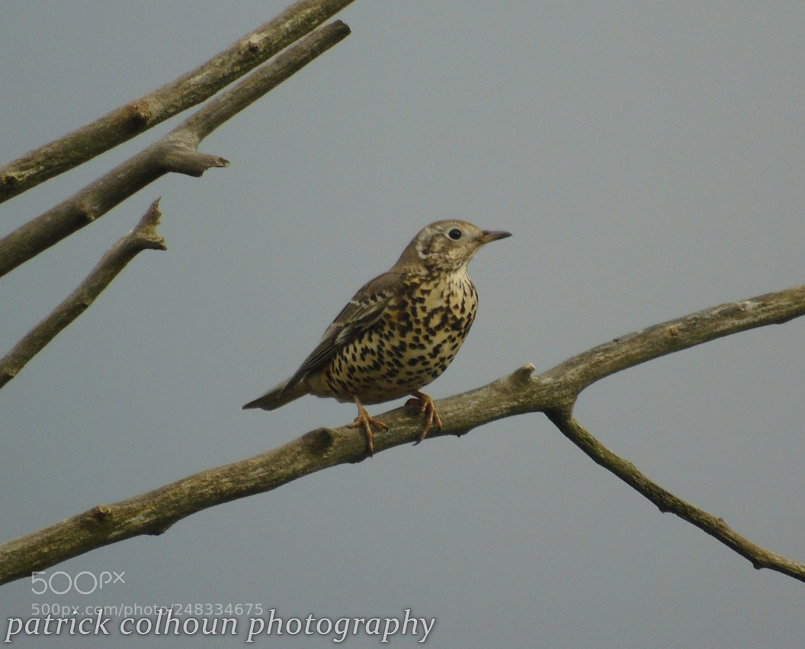 Sony Cyber-shot DSC-H400 sample photo. Thrush photography