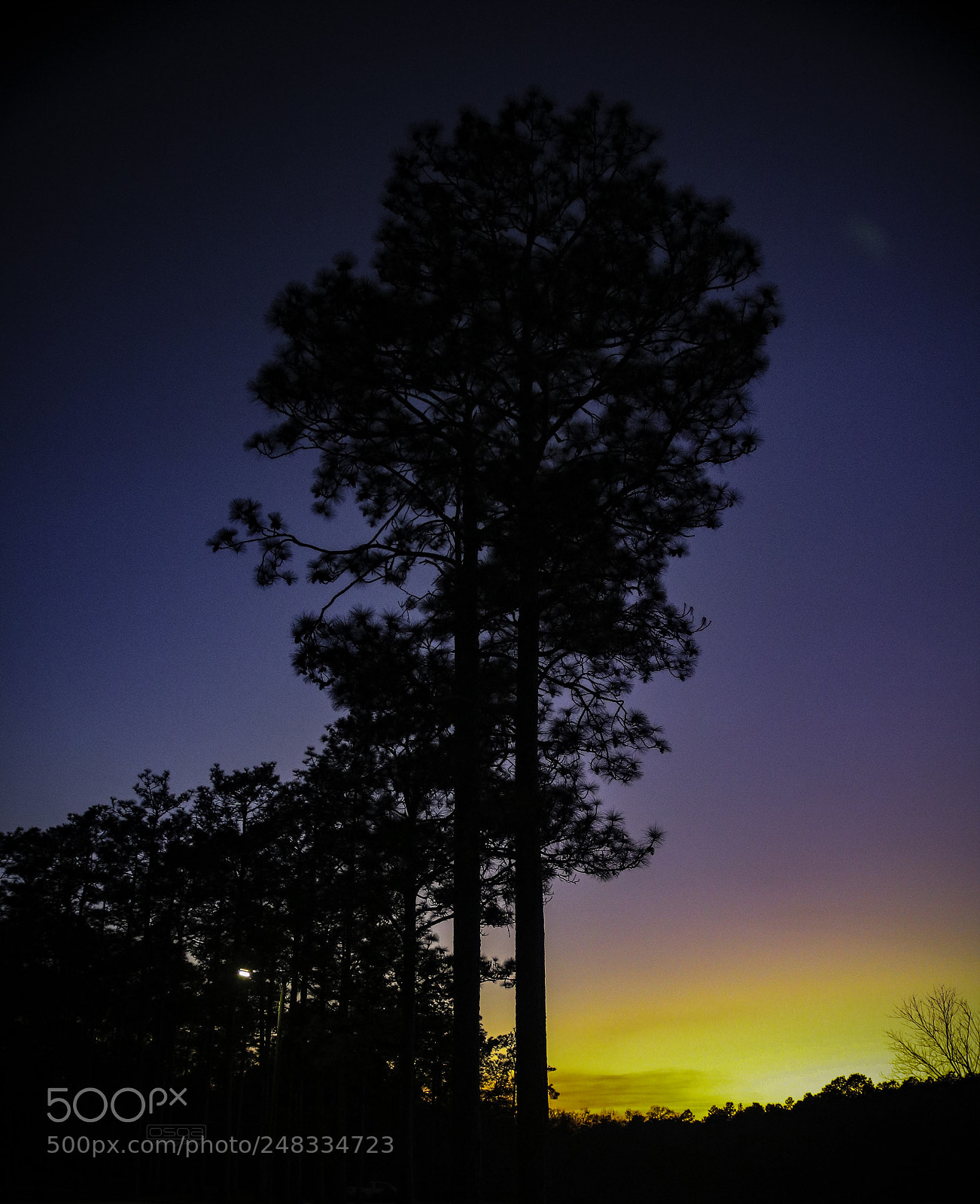 Canon EOS 750D (EOS Rebel T6i / EOS Kiss X8i) sample photo. Sunset pines photography