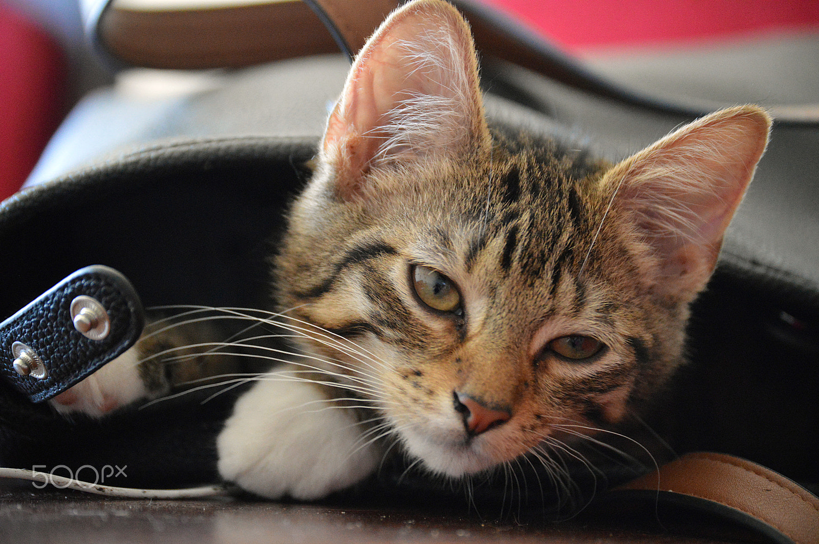 Nikon D3200 sample photo. Chat photography