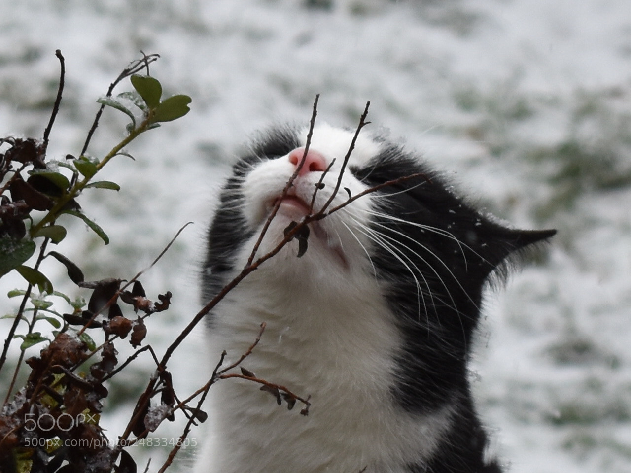 Nikon D3400 sample photo. Snow white photography