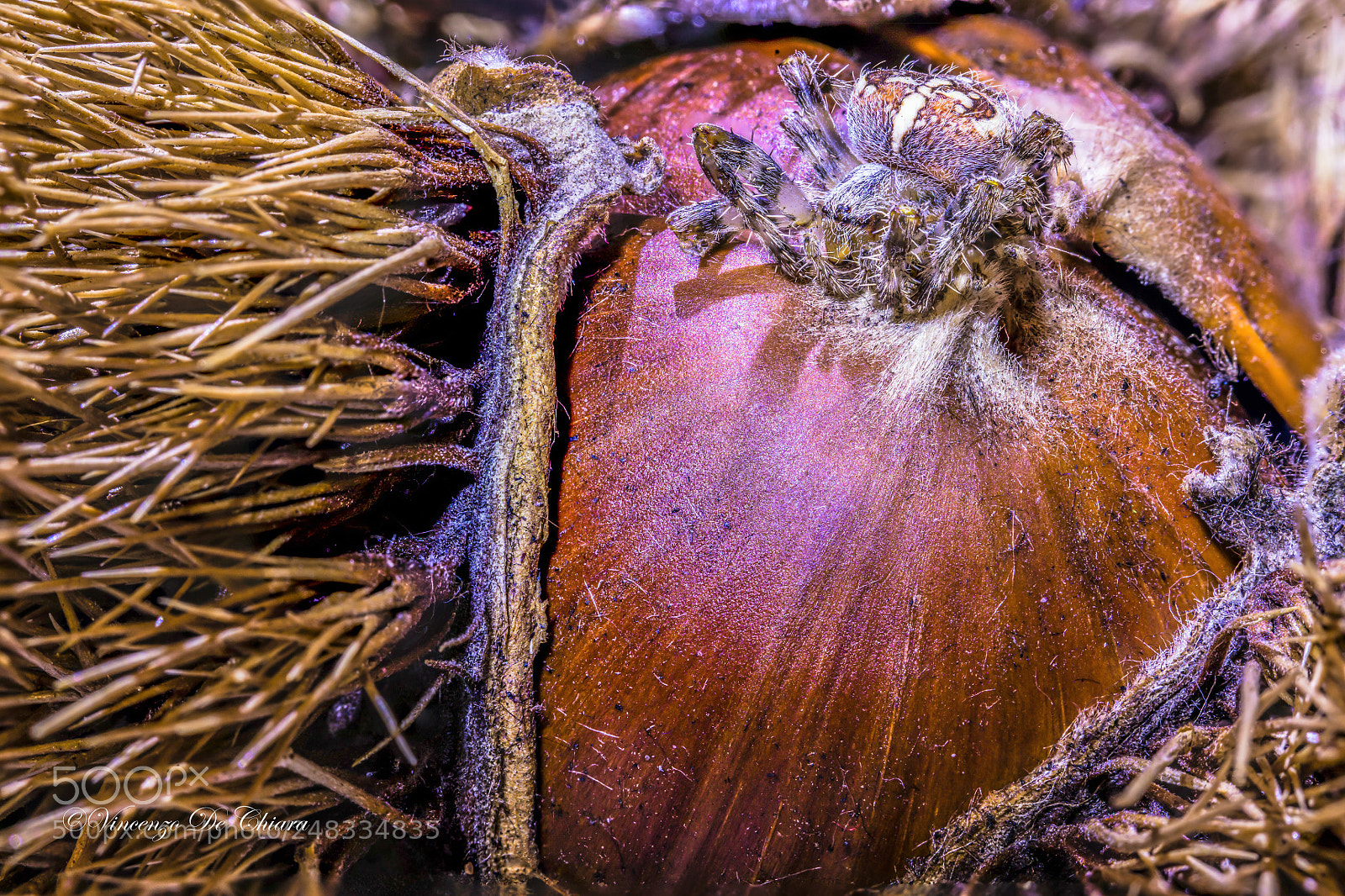 Canon EOS 5DS sample photo. Ragnoecastagna photography