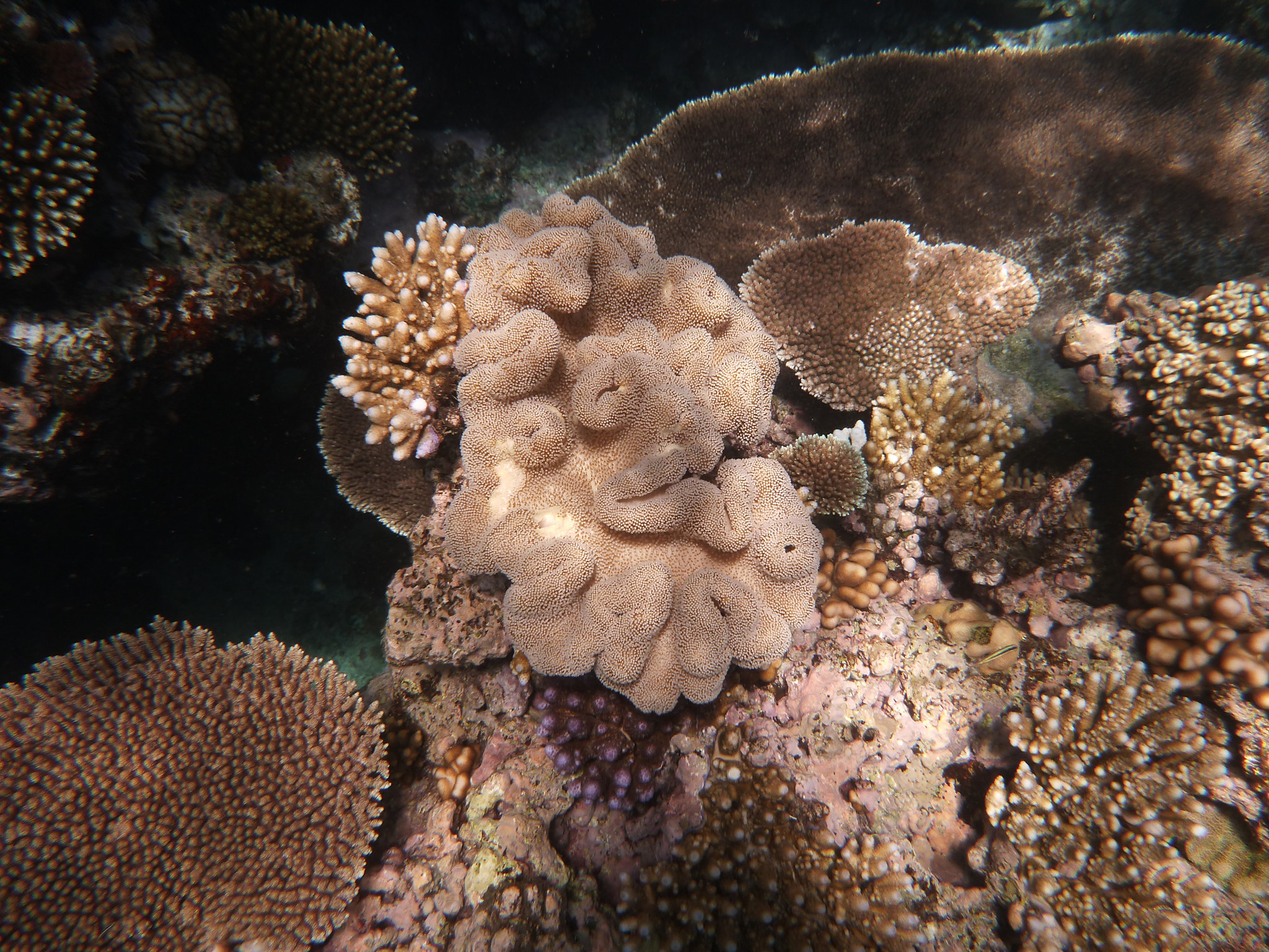 Panasonic DMC-FT4 sample photo. Great barrier reef photography