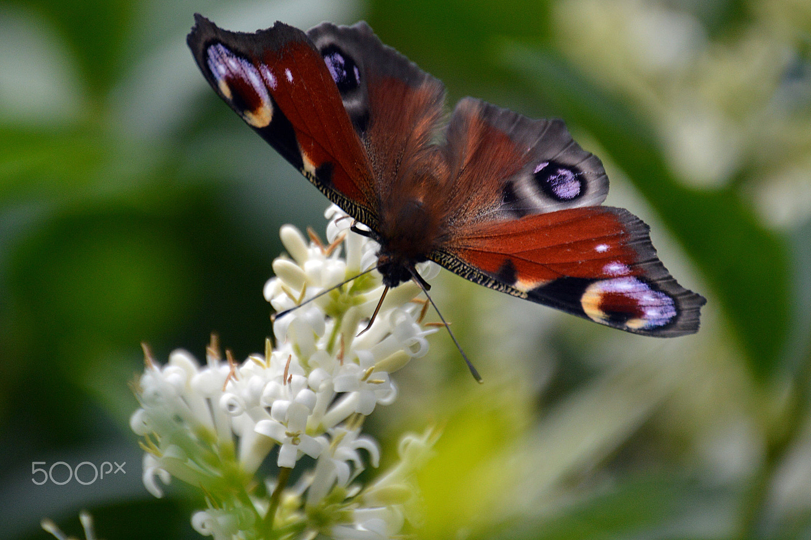 Nikon D3200 sample photo. Papillon photography