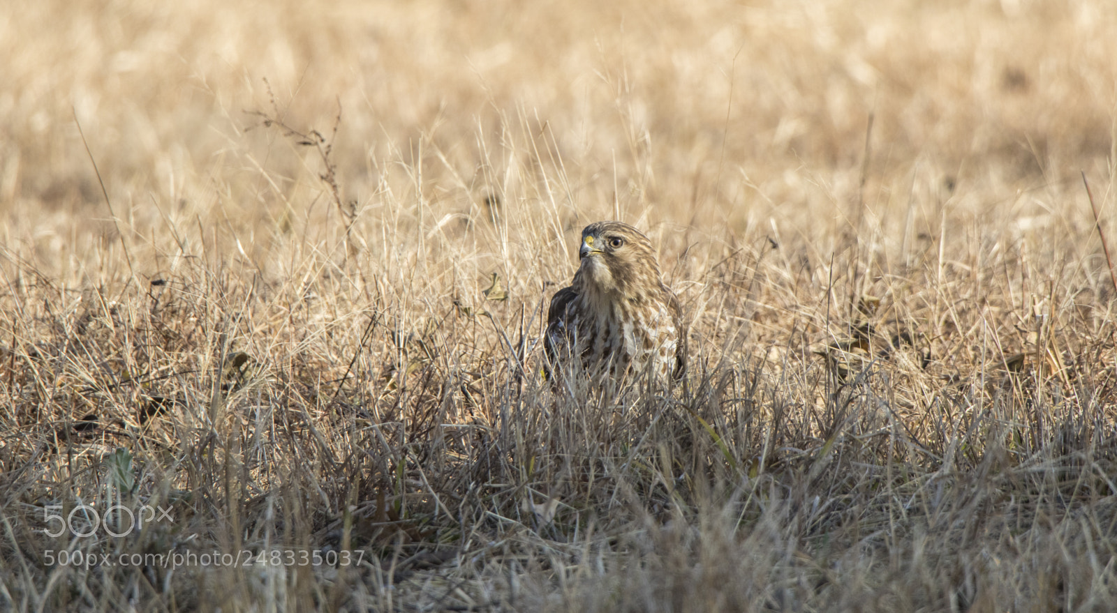 Canon EOS 7D Mark II sample photo. Untitled photography