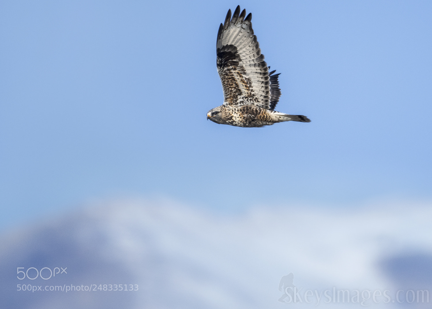 Nikon D500 sample photo. A rough-legged hawk cruises photography