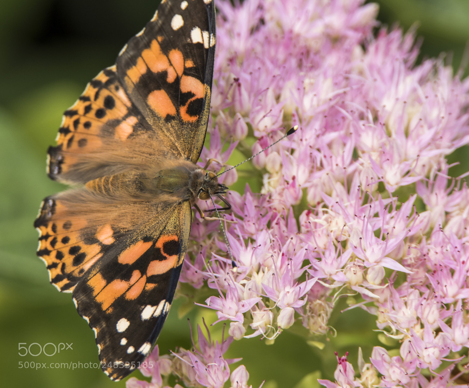 Canon EOS 7D Mark II sample photo. Untitled photography