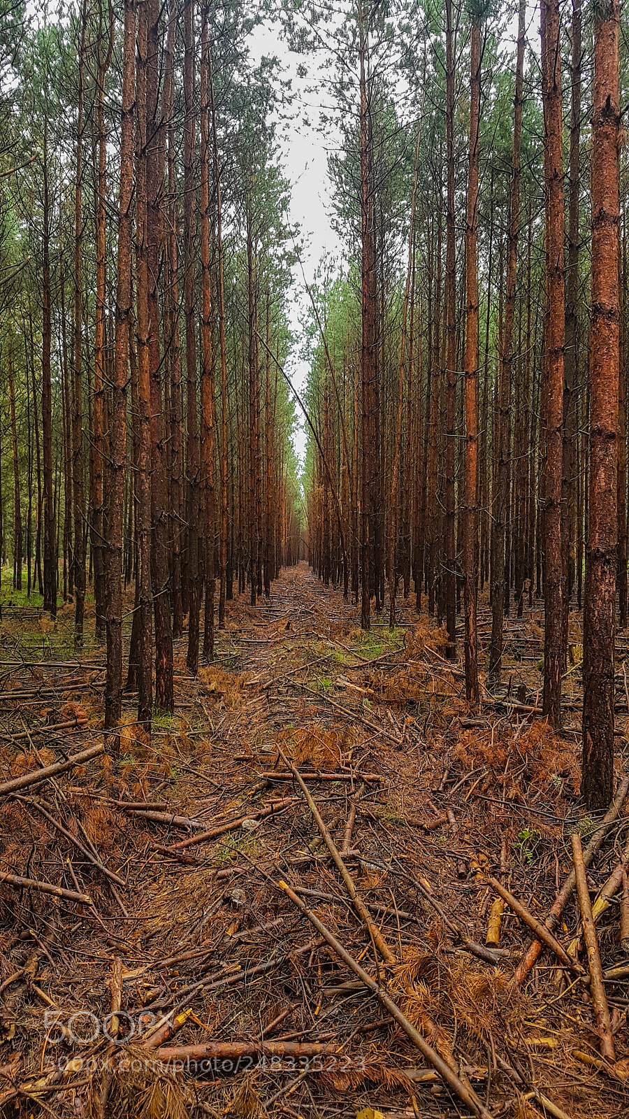 Samsung Galaxy S7 Edge sample photo. Autumn forest photography