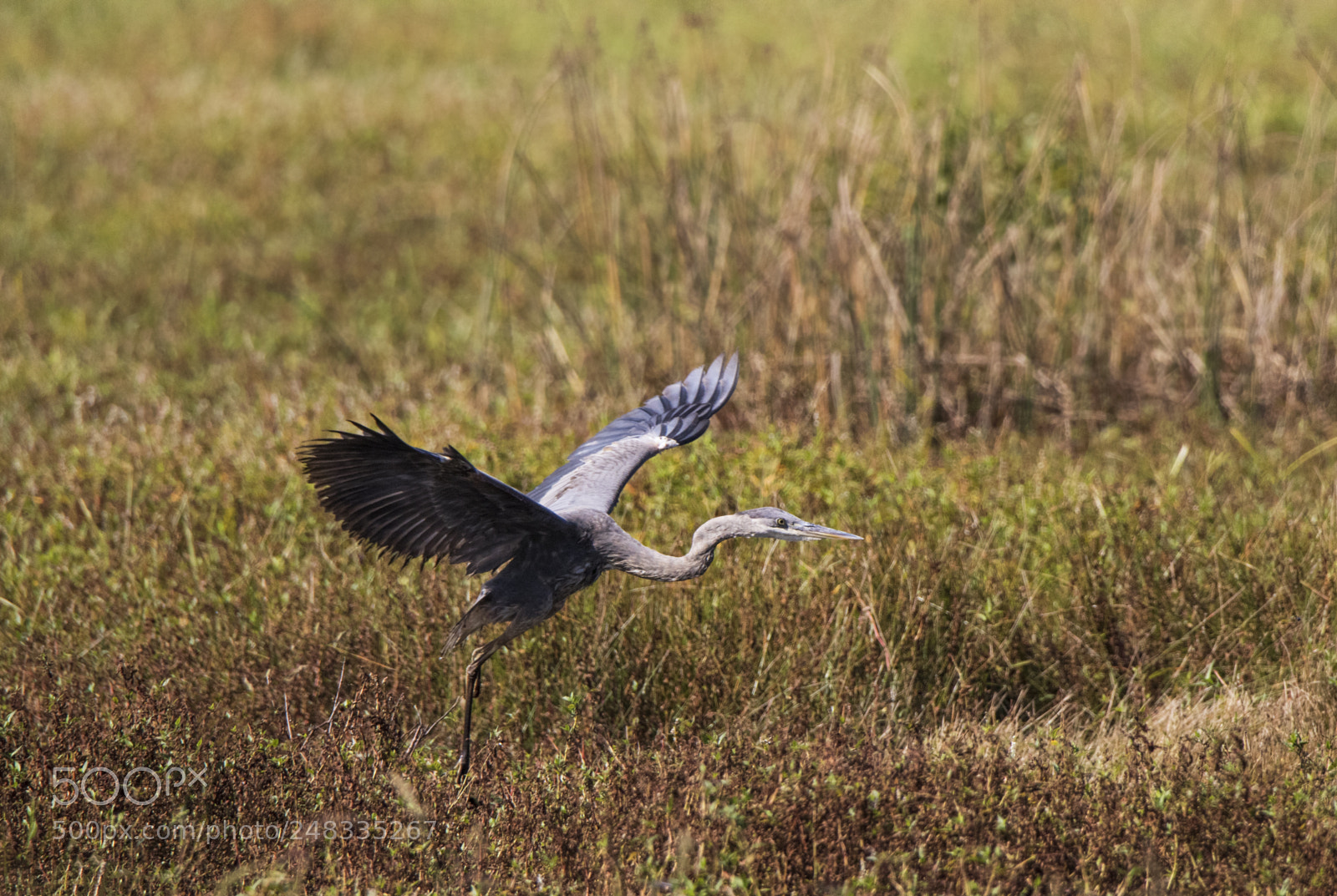 Canon EOS 7D Mark II sample photo. Untitled photography