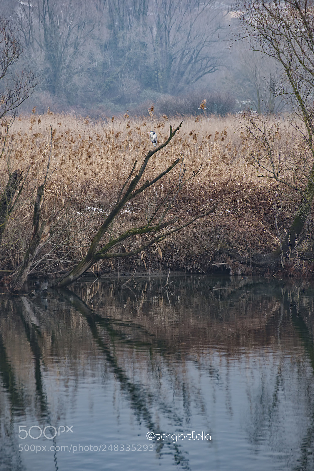 Nikon D610 sample photo. Wild river______ photography