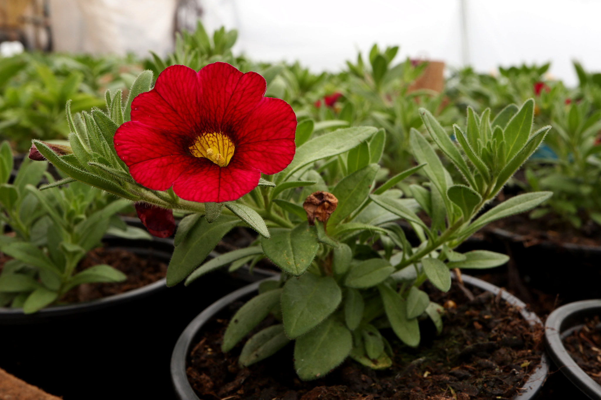 Canon EF-M 28mm F3.5 Macro IS STM sample photo. Milionbells photography