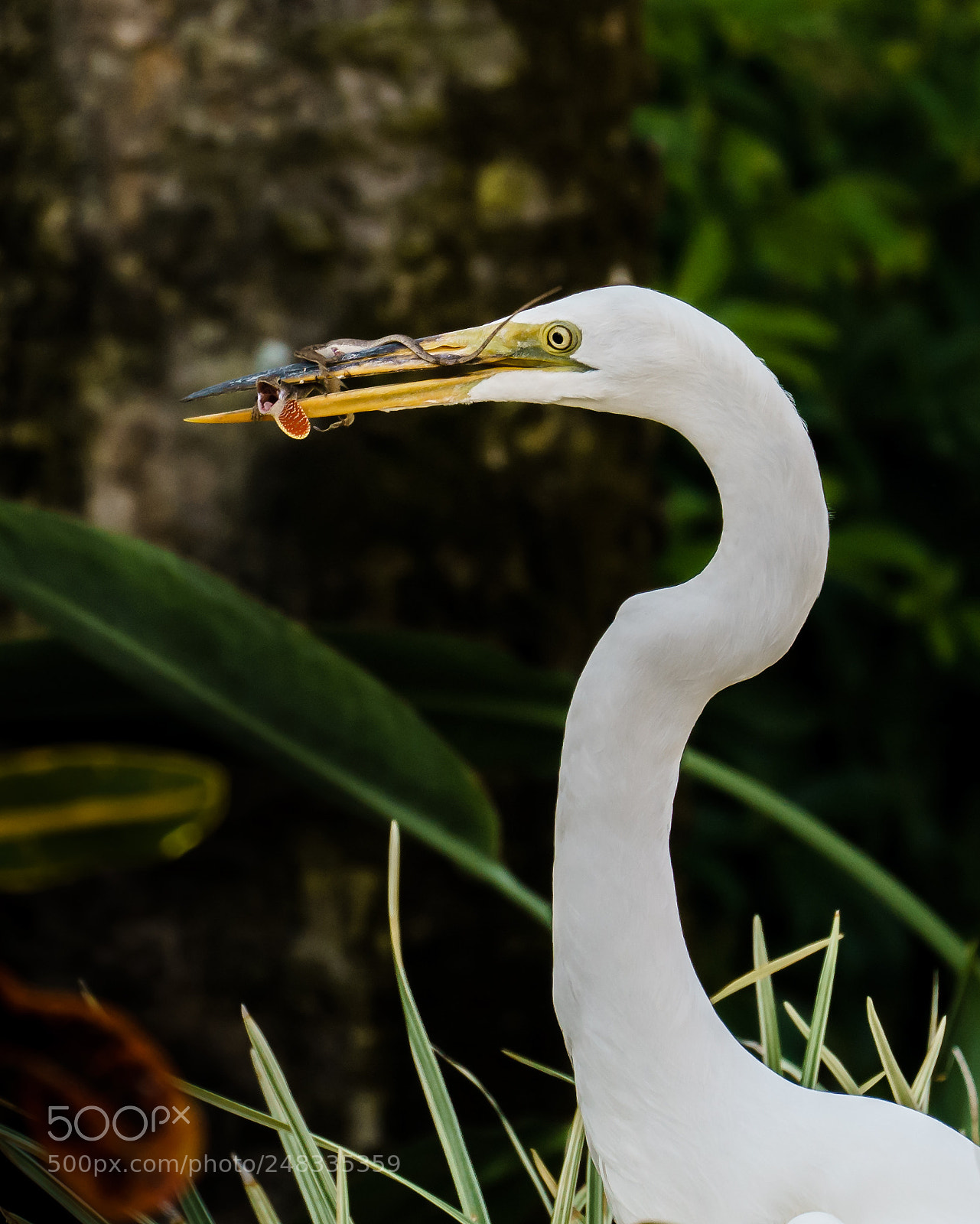 Sony a7R II sample photo. Egret invite lizard at photography