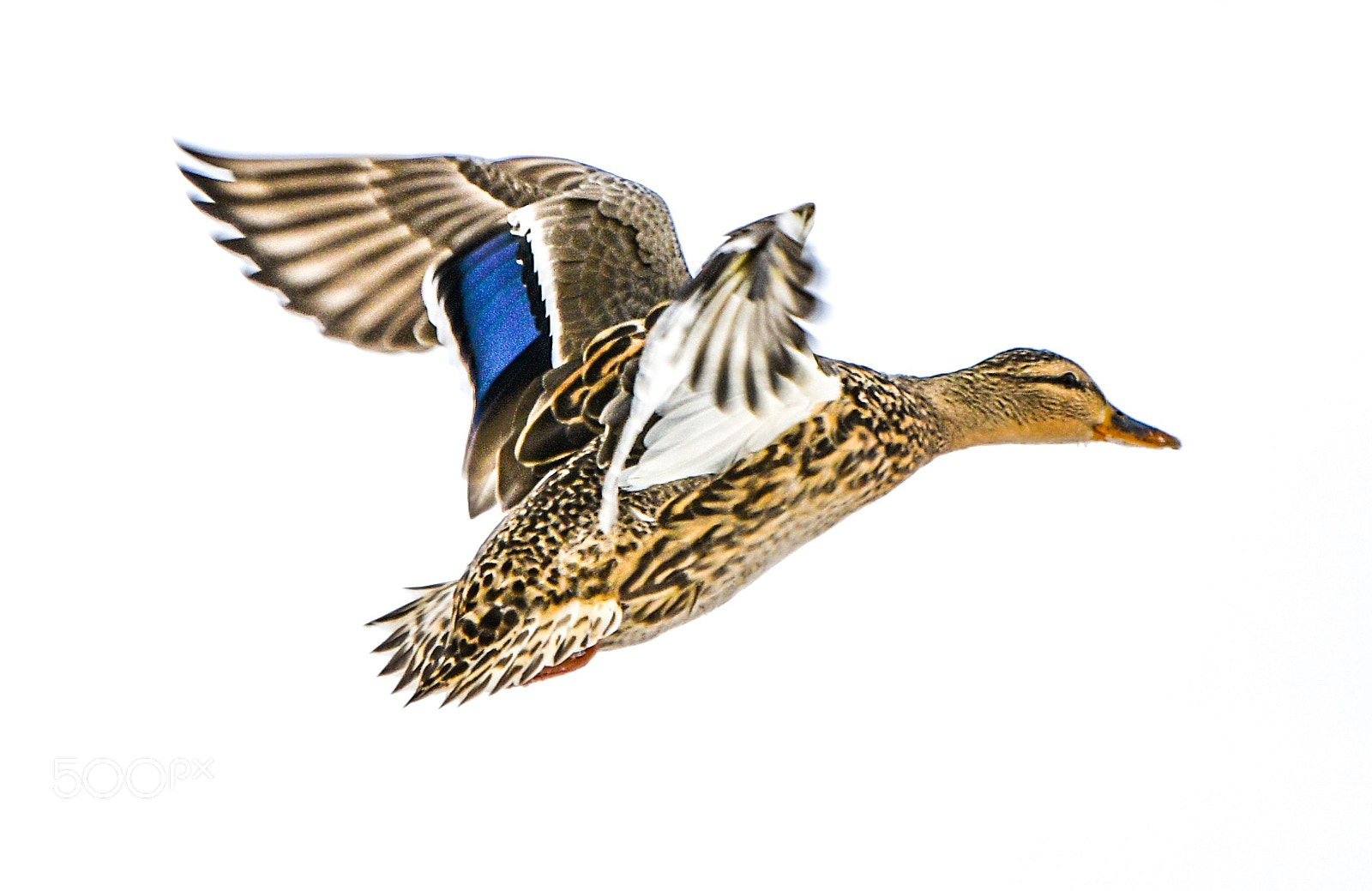 Nikon D850 sample photo. Flying duck photography