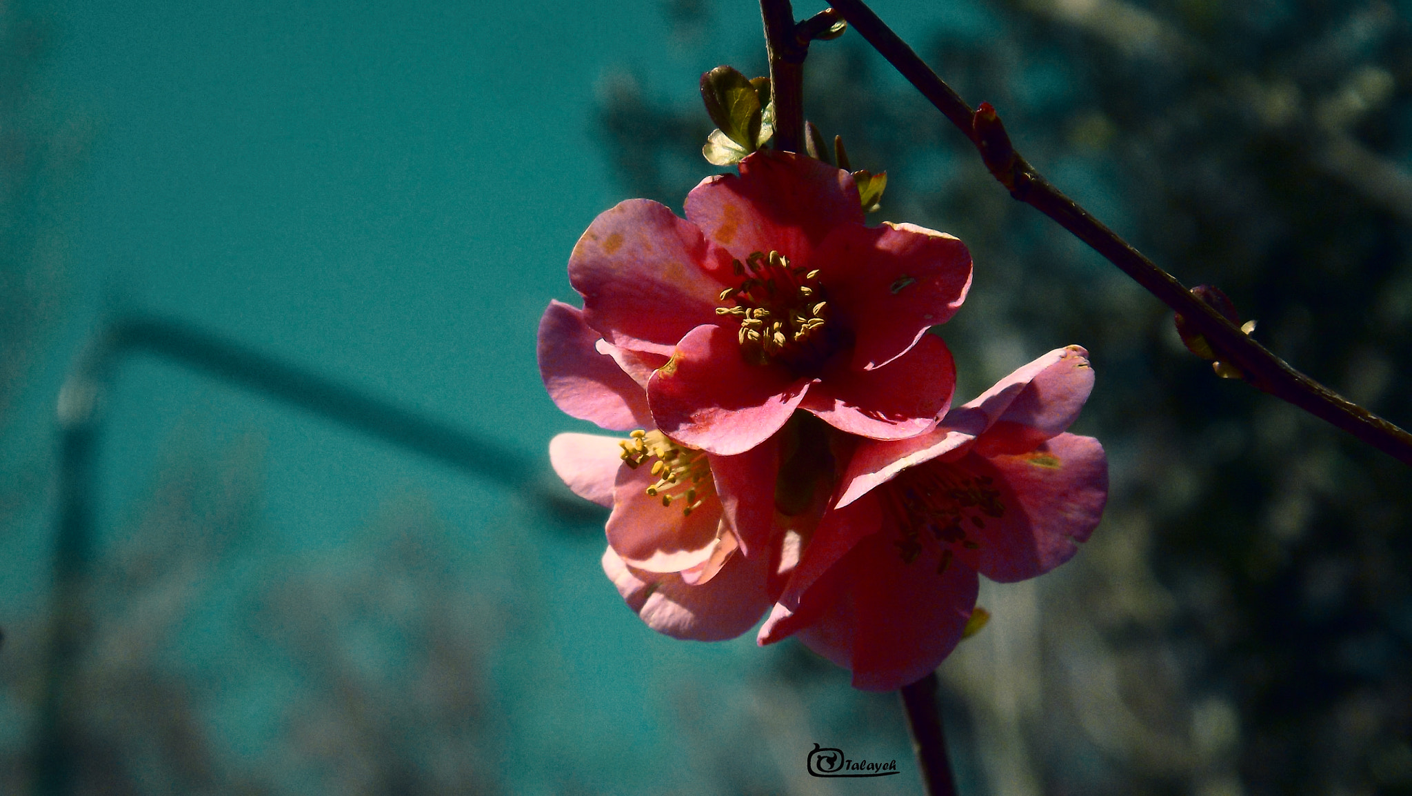 FujiFilm FinePix S4000 (FinePix S4050) sample photo. Spring flower photography