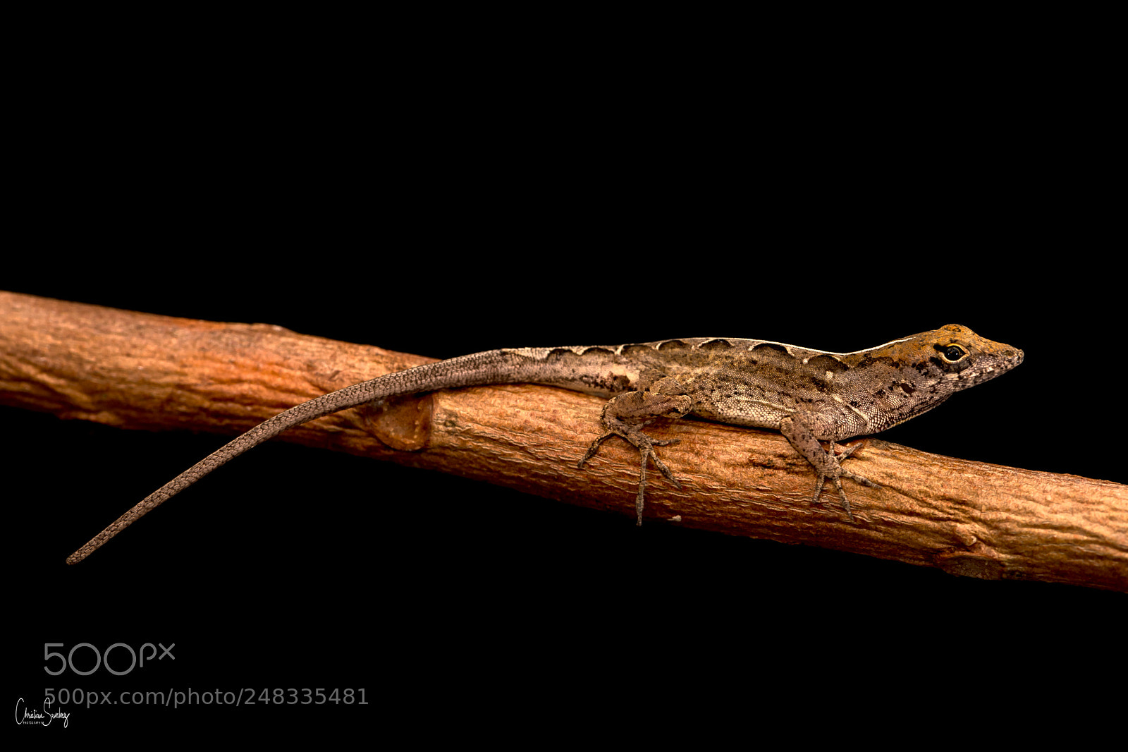 Nikon D4 sample photo. Brown anole photography