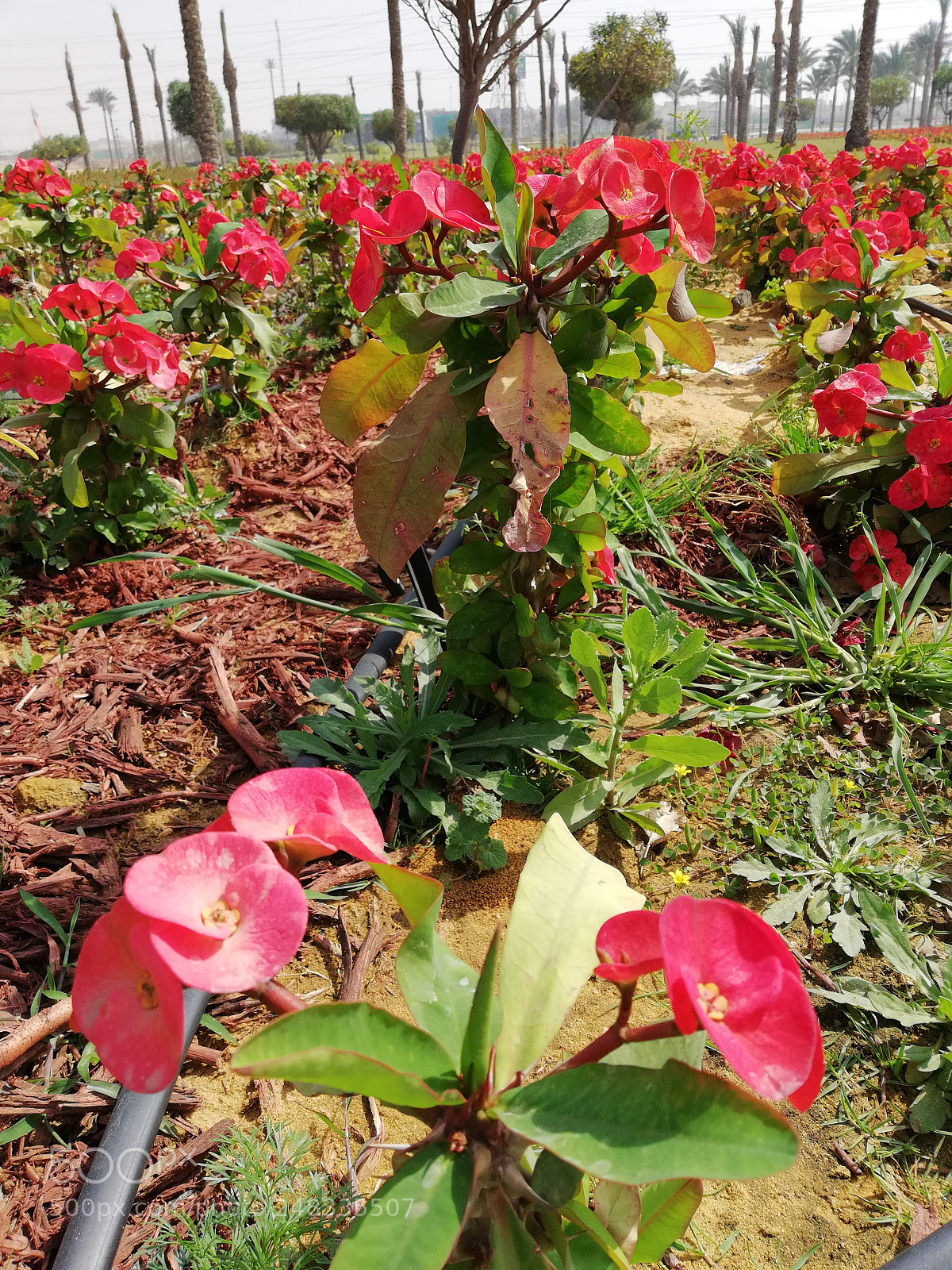 HUAWEI Mate 10 Lite sample photo. Untitled photography
