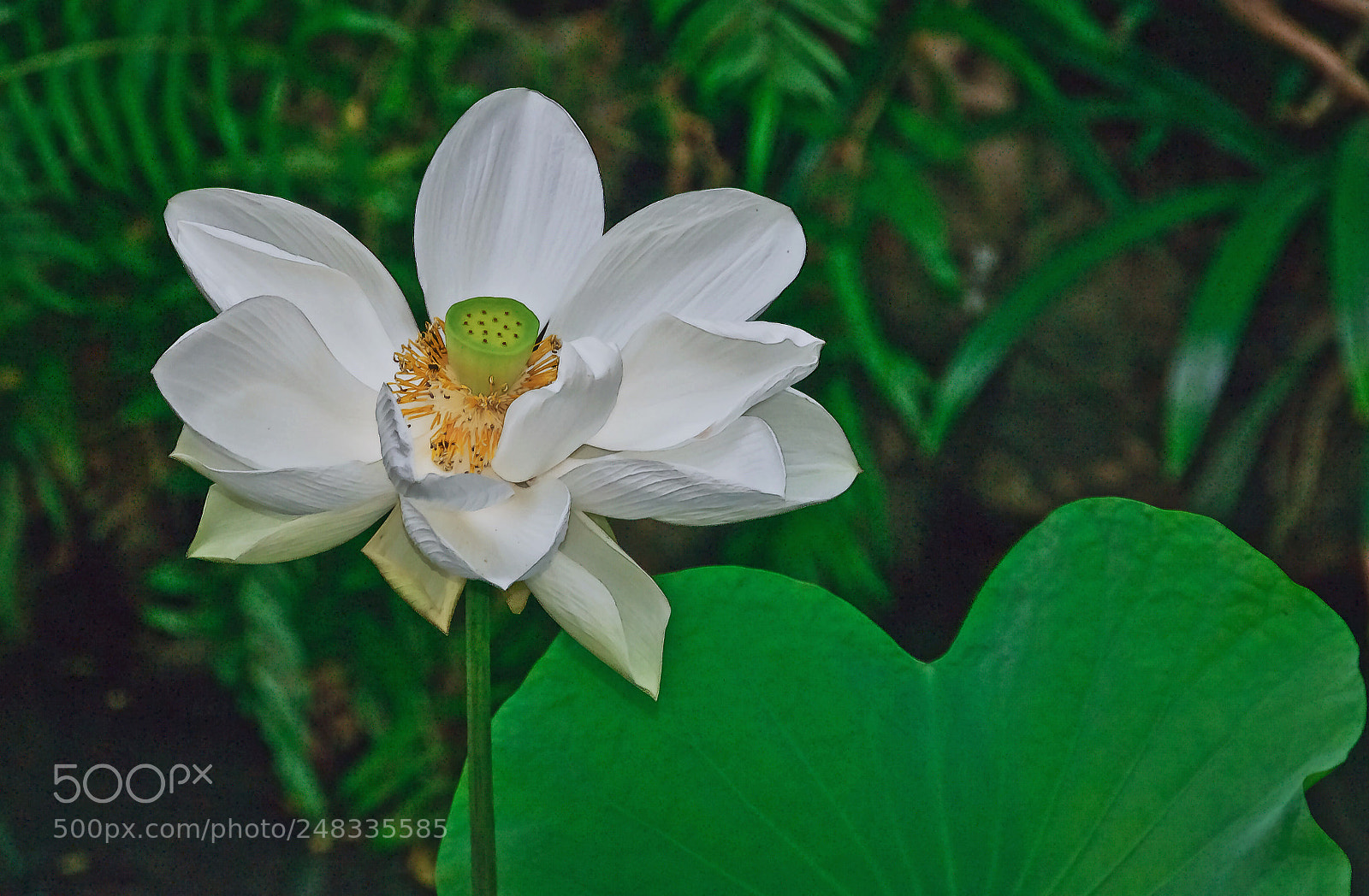 Nikon D300S sample photo. Weisser lotus photography