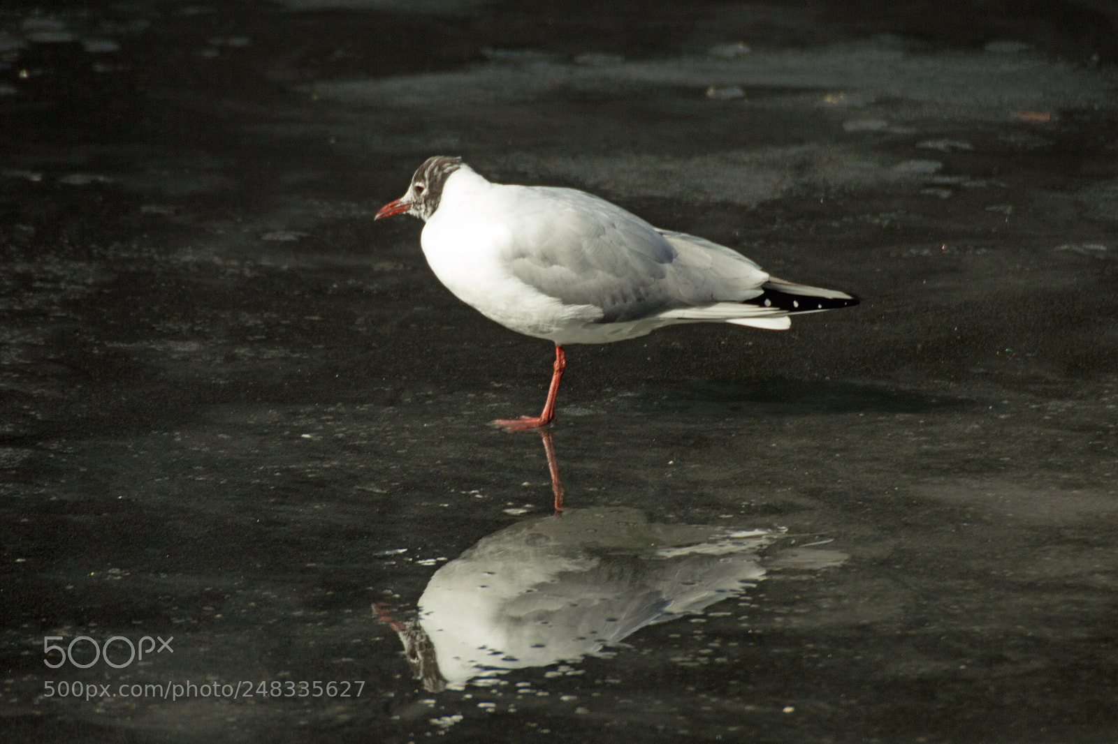 Canon EOS 60D sample photo. Reflections photography