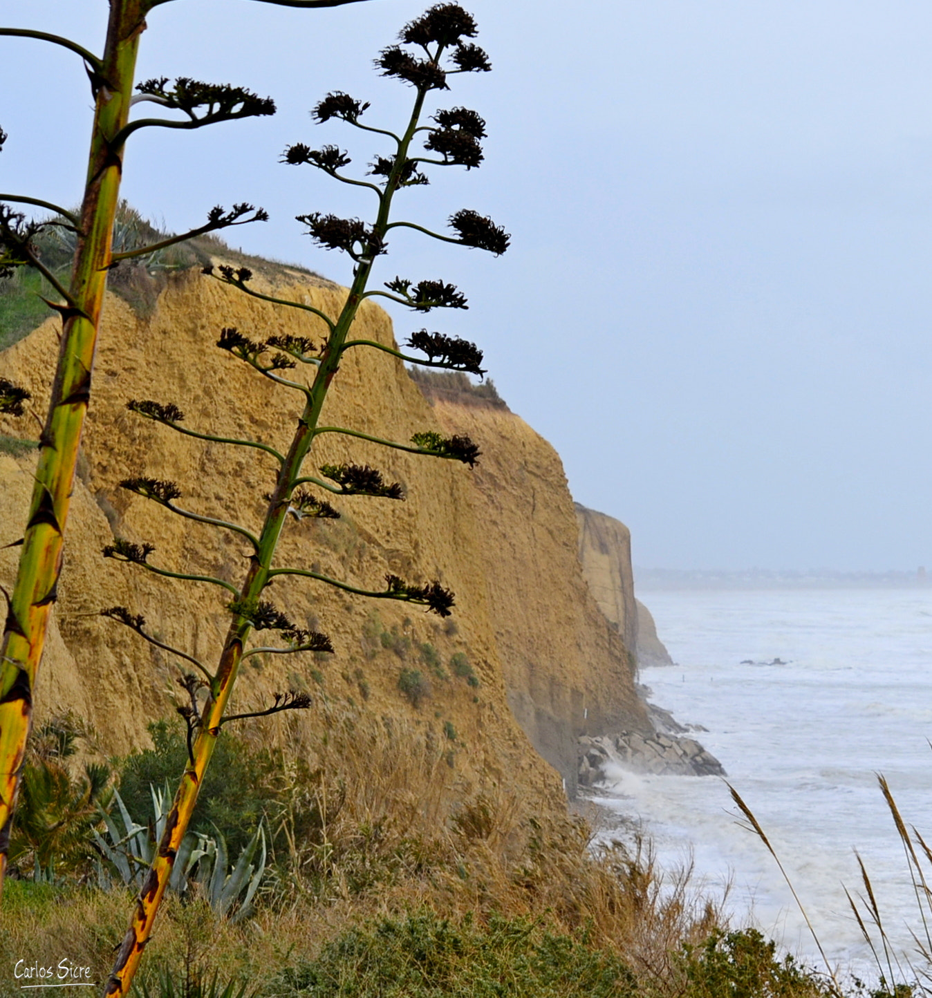 Nikon D3100 sample photo. C photography