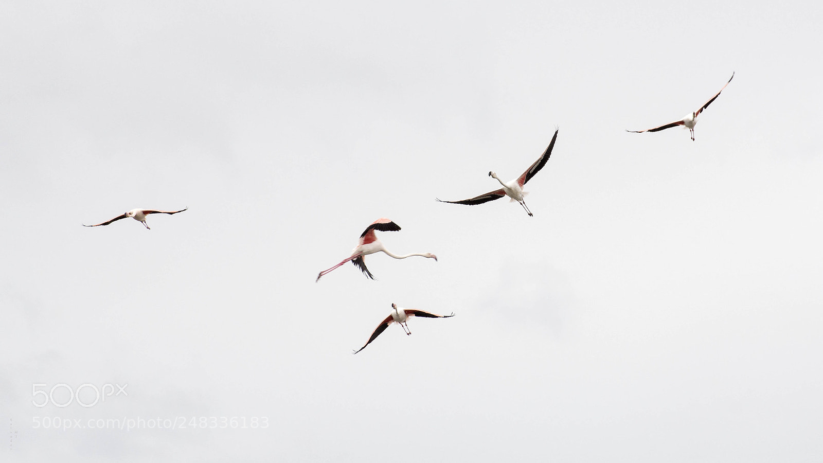 Nikon D7100 sample photo. Dancing with flamingos photography