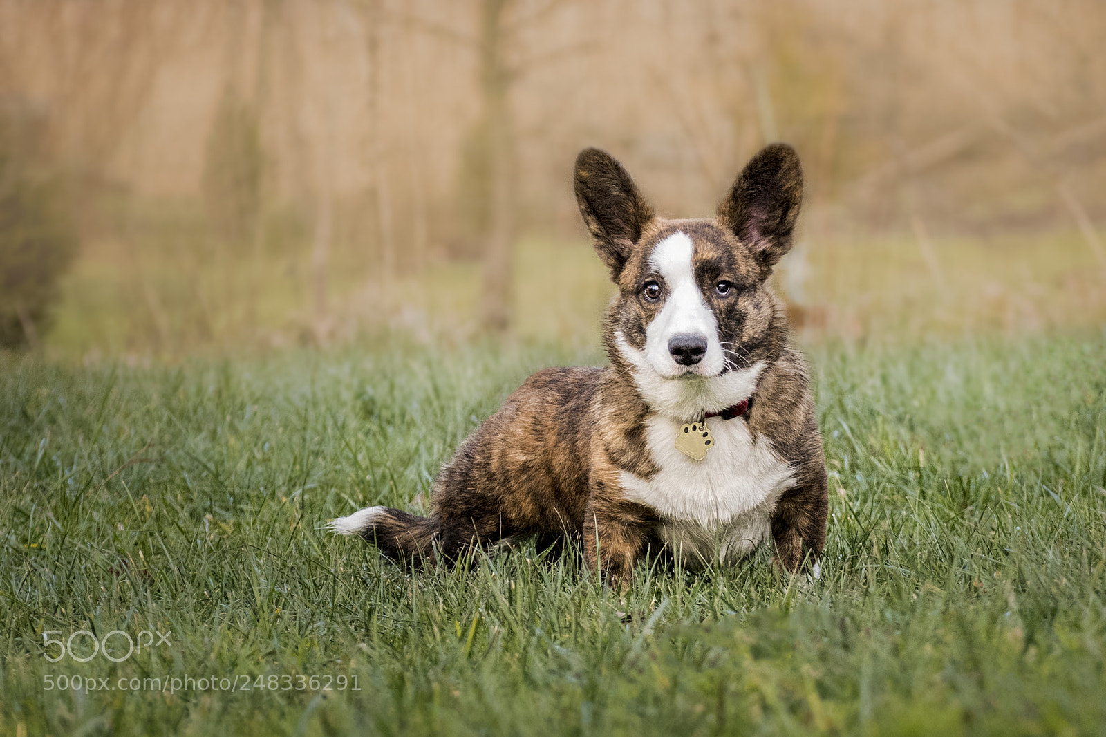 Nikon D500 sample photo. [just] corgi photography