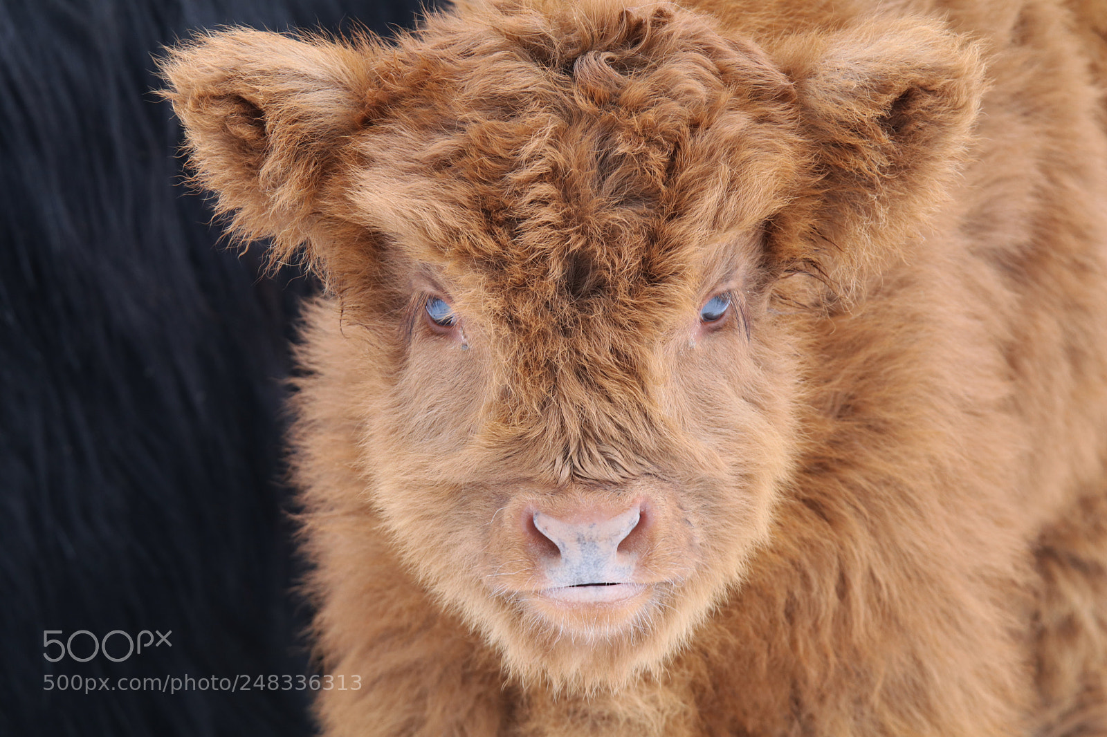 Canon EOS 80D sample photo. Little angus photography