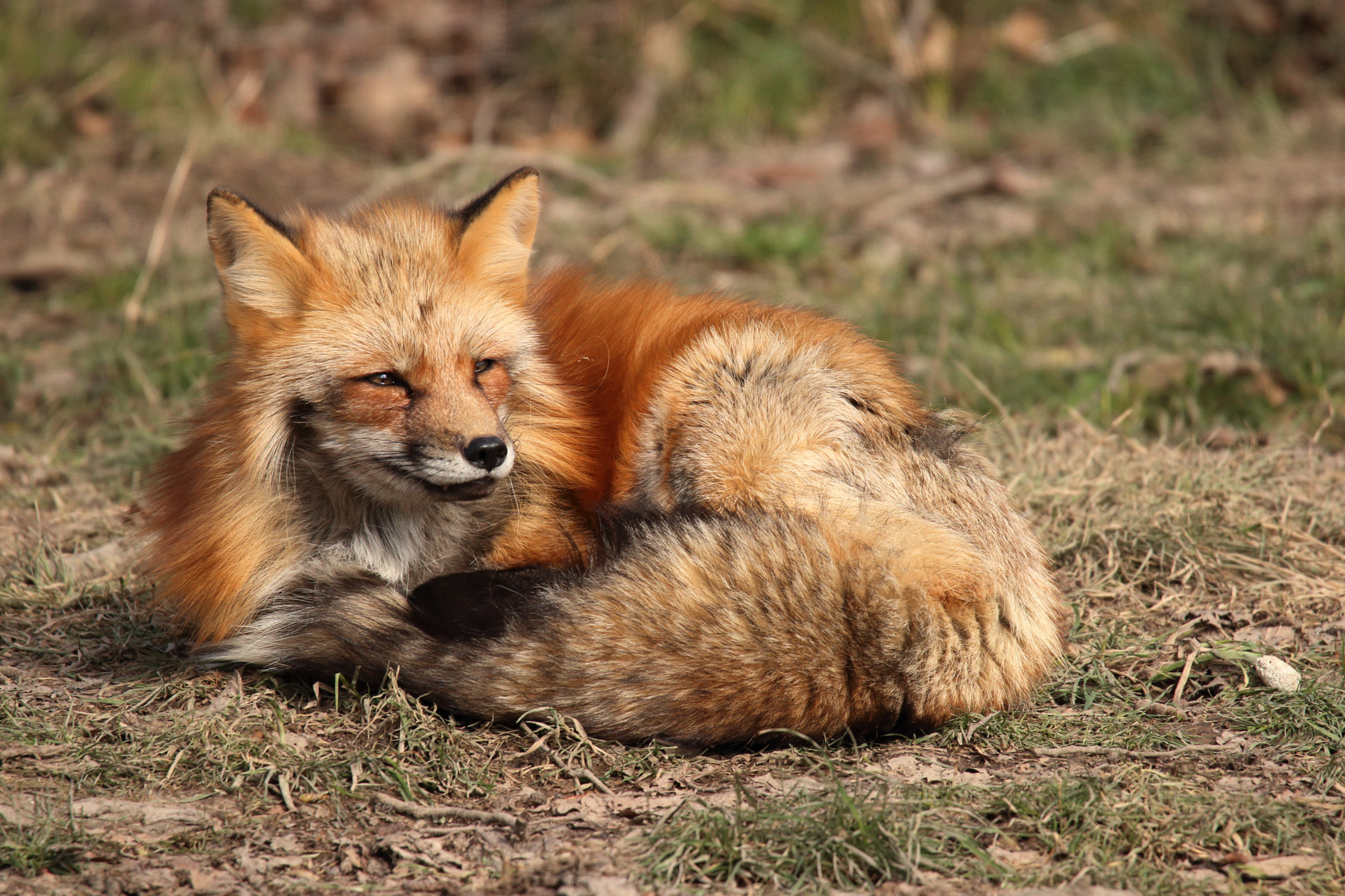 Canon EOS 80D sample photo. Le renard roux photography