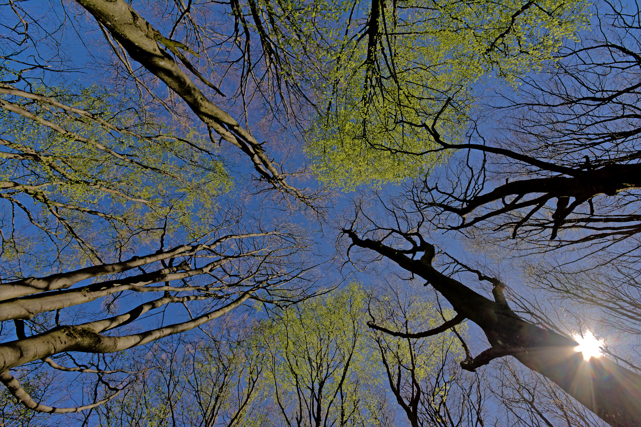 Nikon D5200 + Sigma 10-20mm F4-5.6 EX DC HSM sample photo. Spring tree tops and sun photography