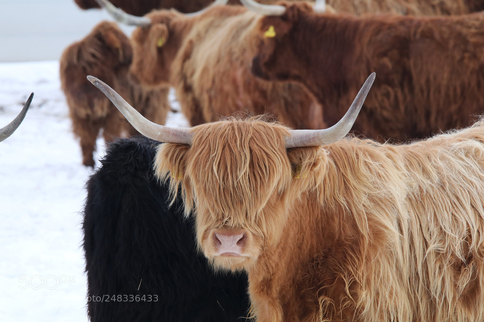 Canon EOS 80D sample photo. Angus and snow i photography