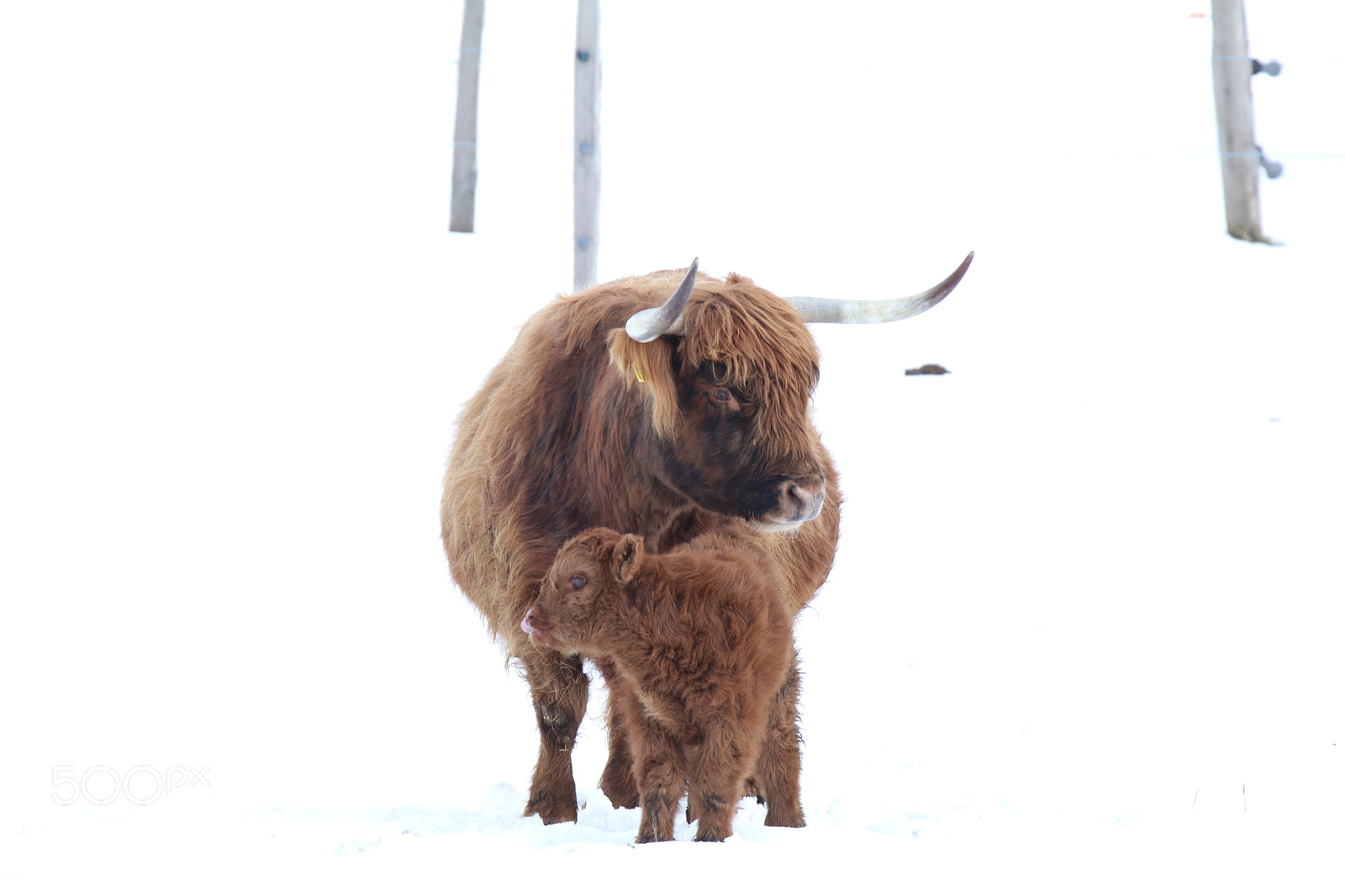 Canon EOS 80D sample photo. Angus and snow ii photography