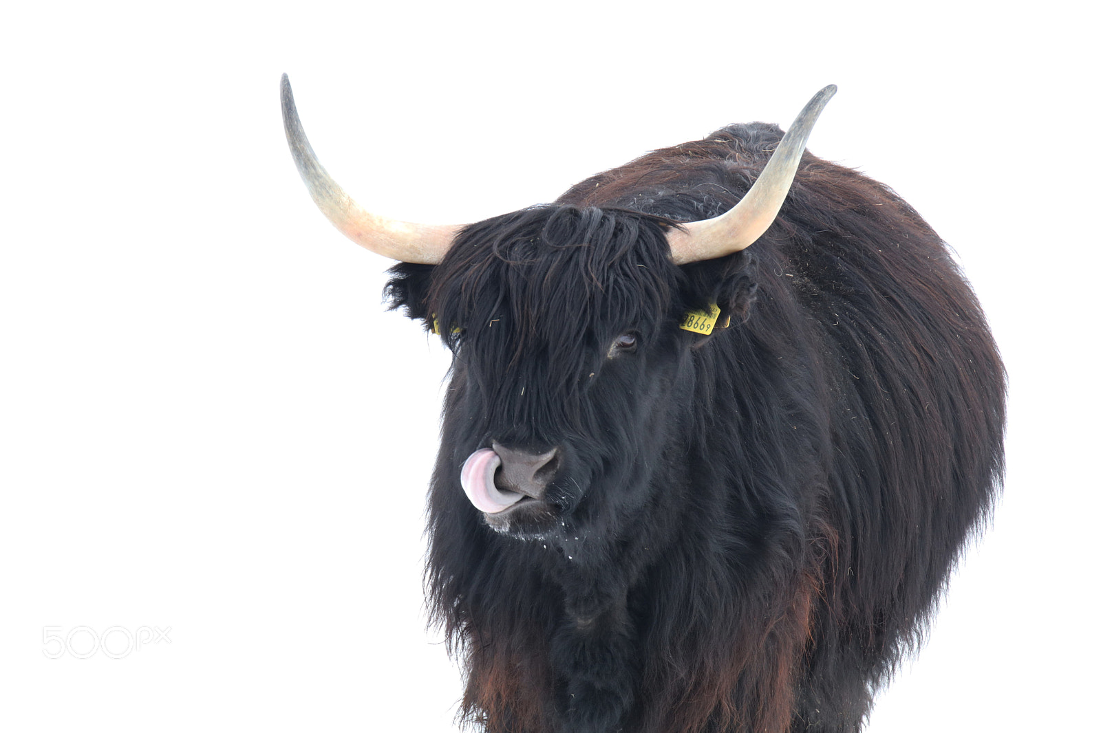 Canon EOS 80D sample photo. Black angus photography