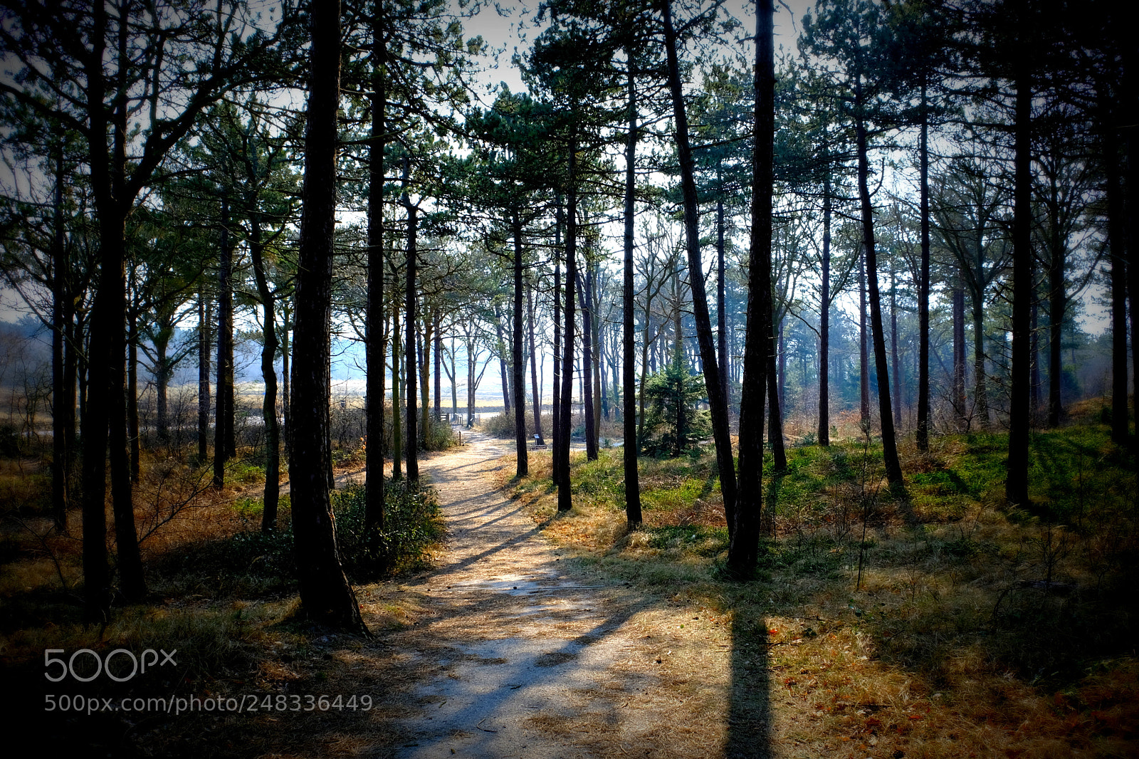 Fujifilm X-T2 sample photo. Texel forest photography