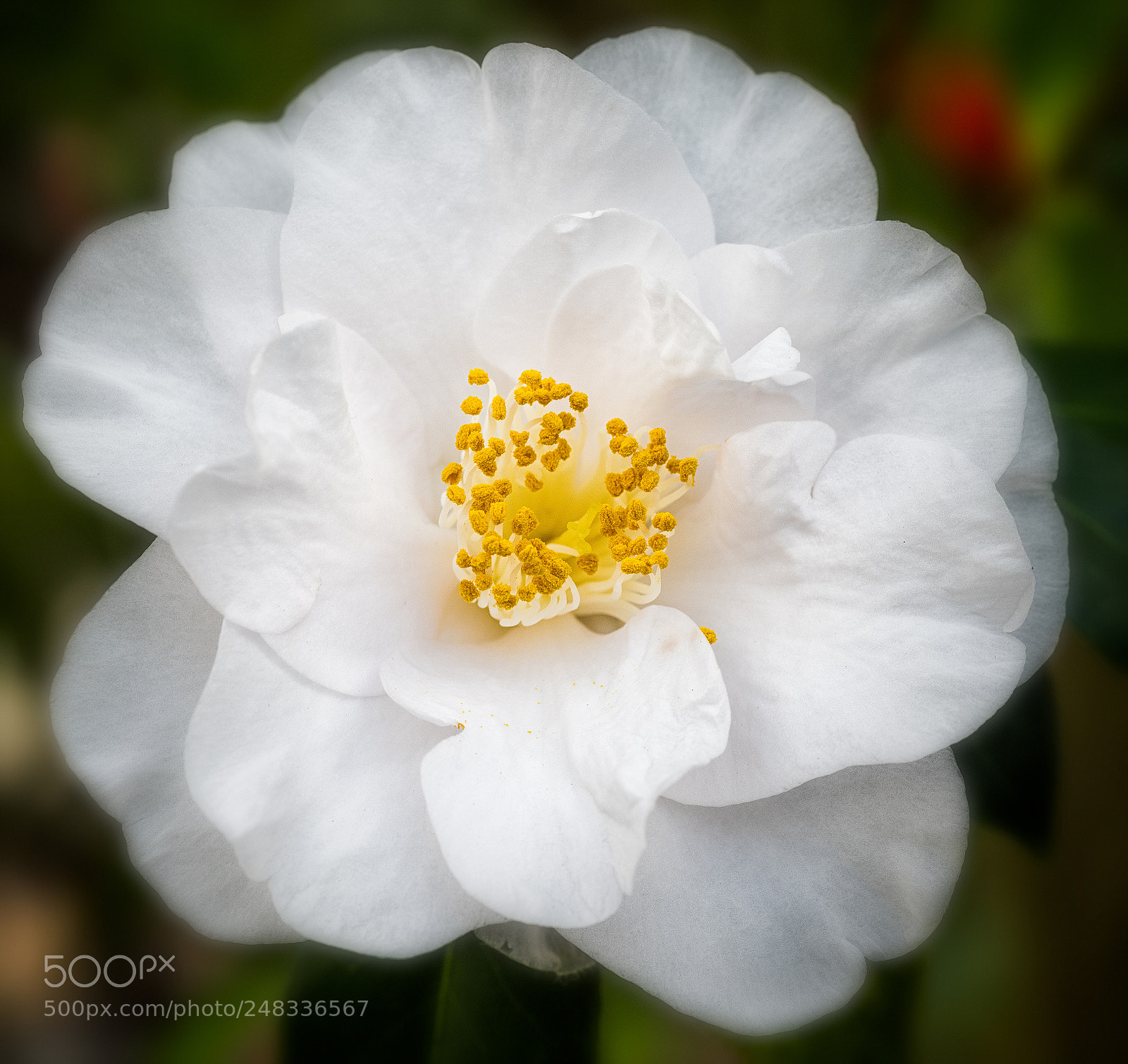 Nikon D810 sample photo. Camellia photography