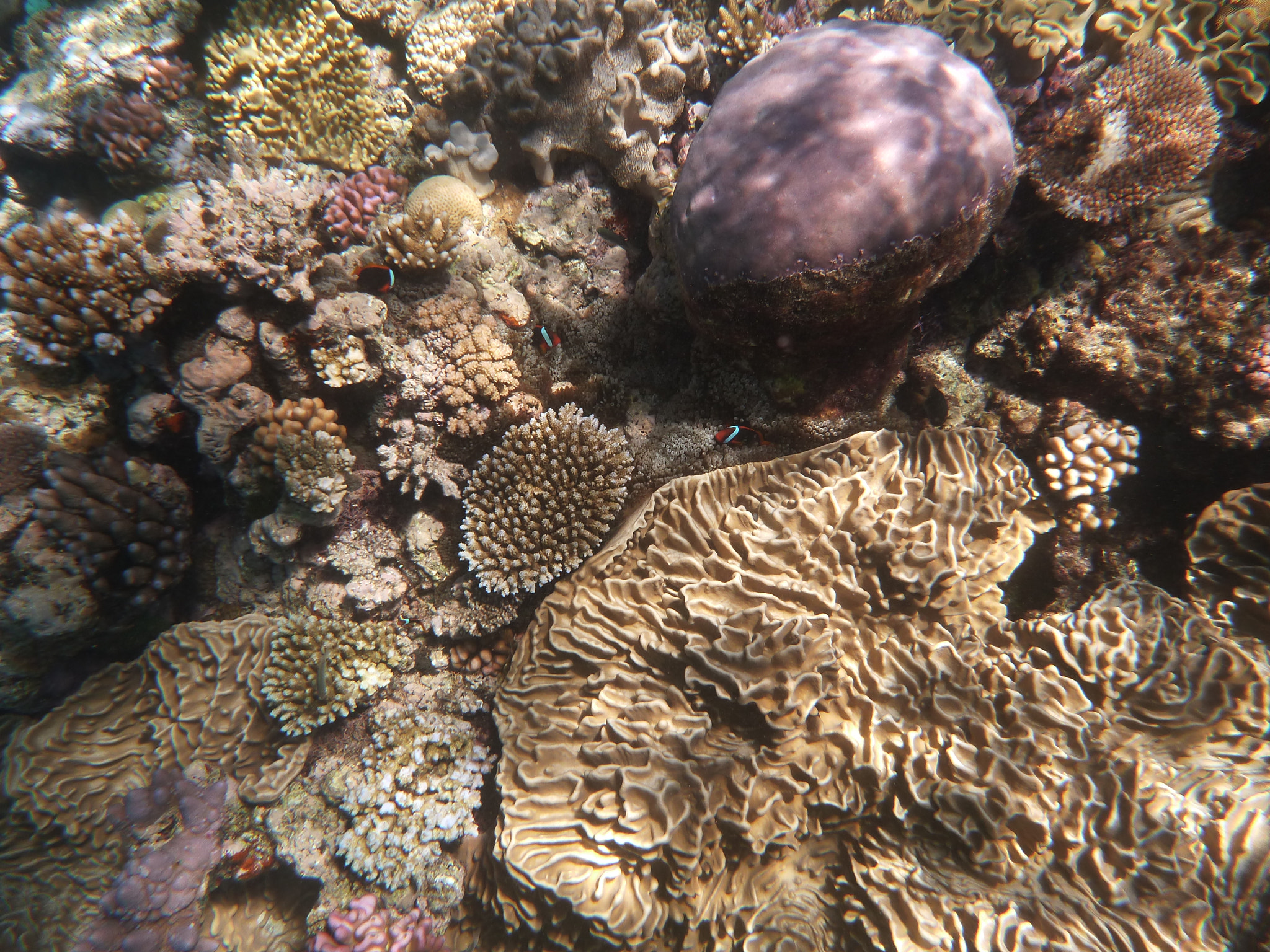 Panasonic DMC-FT4 sample photo. Great barrier reef ii photography