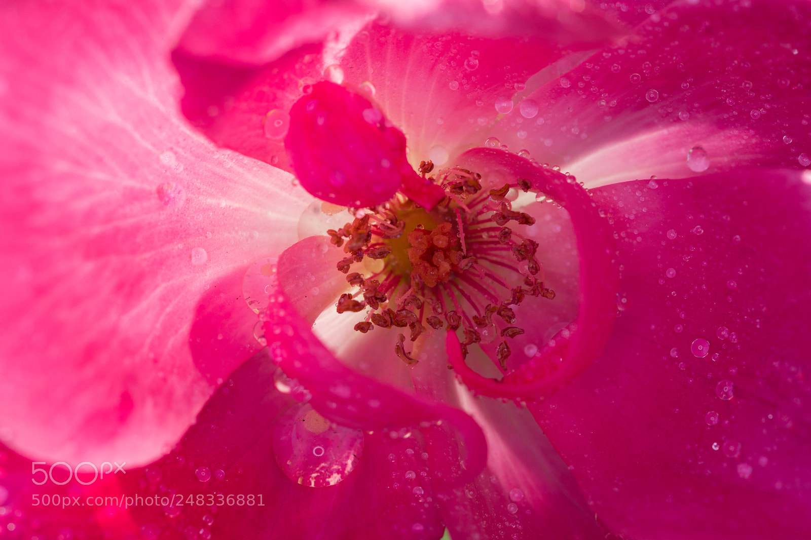 Nikon D500 sample photo. Knockout rose photography