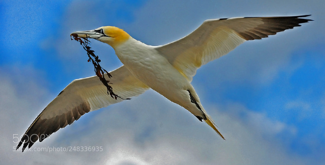 Nikon D700 sample photo. Gannet with nesting material photography