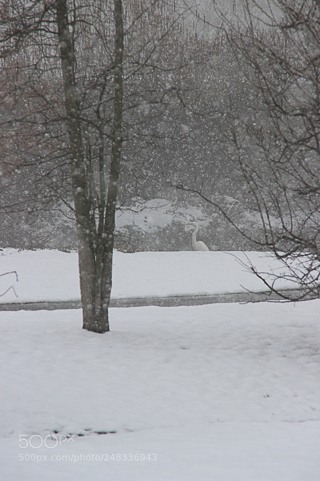Canon EOS 600D (Rebel EOS T3i / EOS Kiss X5) sample photo. Snowing photography
