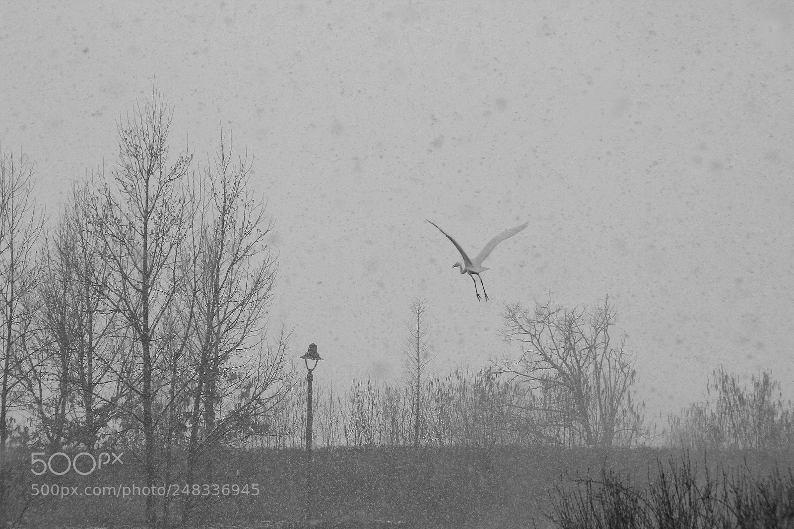 Canon EOS 600D (Rebel EOS T3i / EOS Kiss X5) sample photo. Snowy heron photography