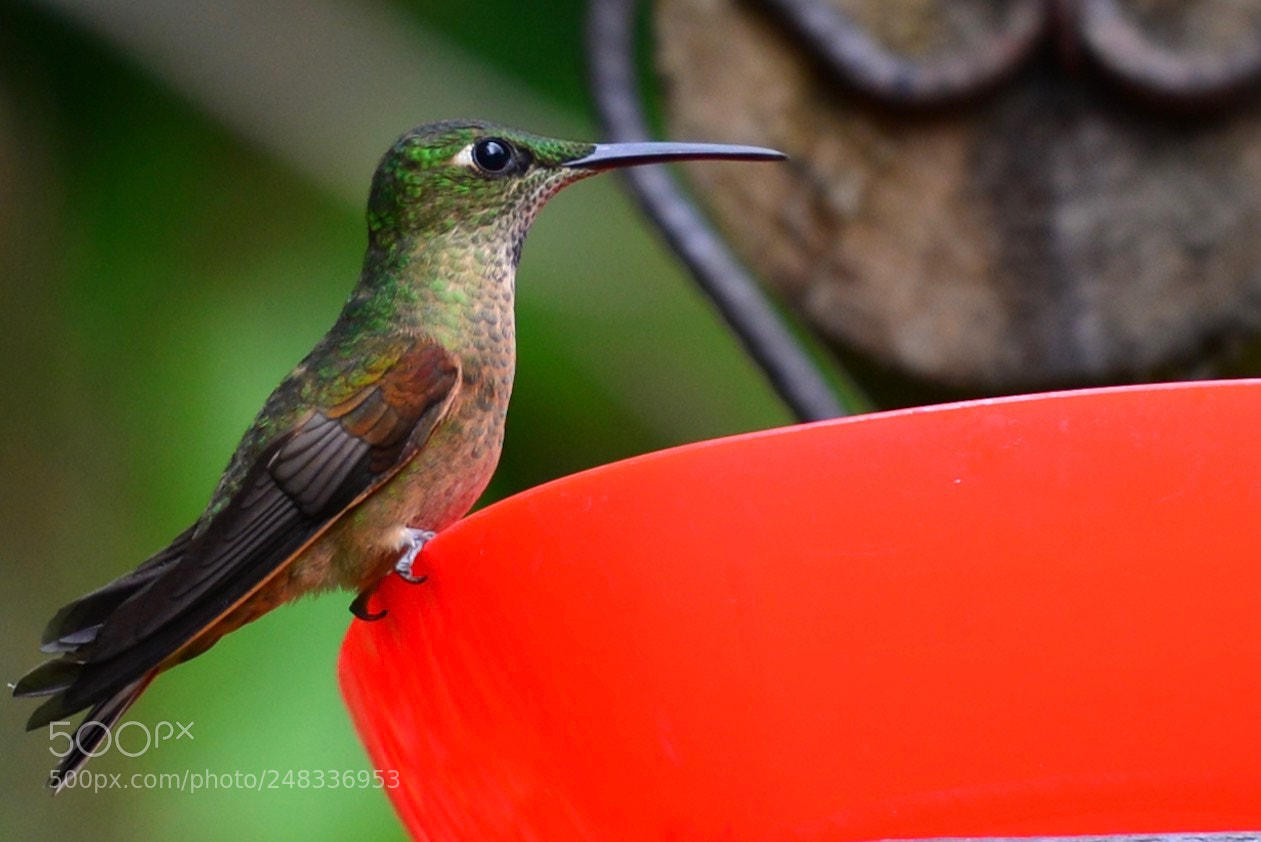 Nikon D610 sample photo. Reserva forestal iguaima photography