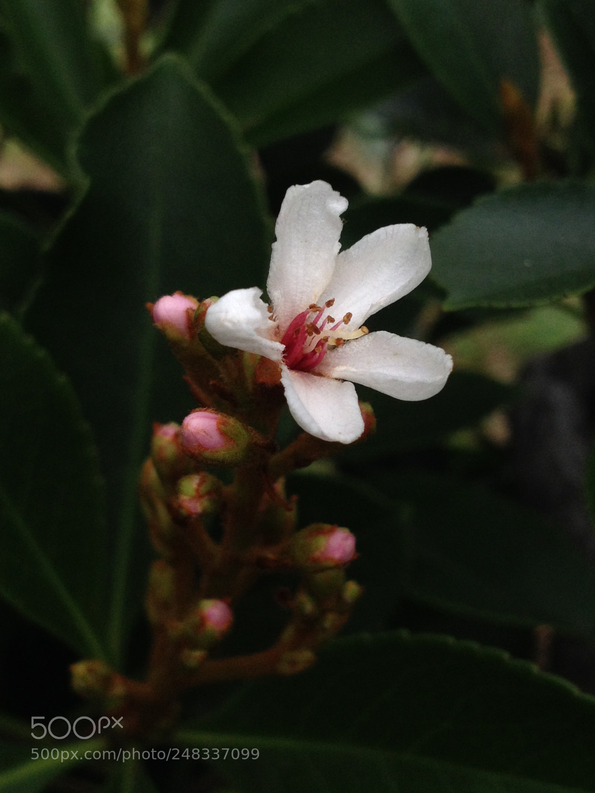 Apple iPhone 4S sample photo. Untitled photography