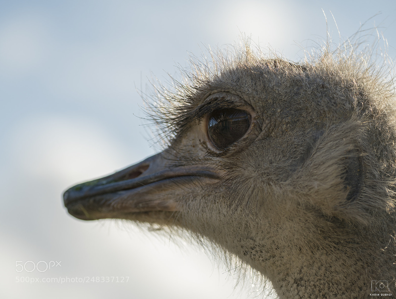 Sony a7R II sample photo. Ostrich head photography