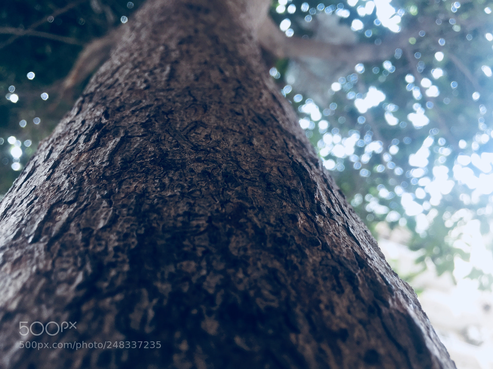 Apple iPhone 6 sample photo. Untitled photography