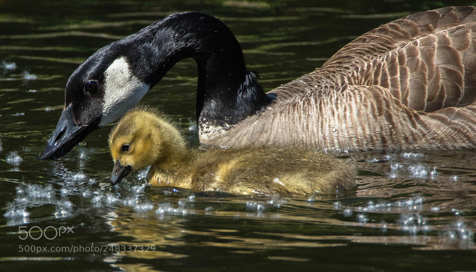 Canon EOS 7D Mark II sample photo. Kk0a9126-2.jpg photography