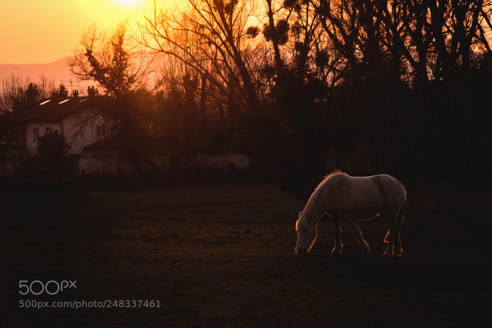 Nikon D7200 sample photo. Ombre équine photography