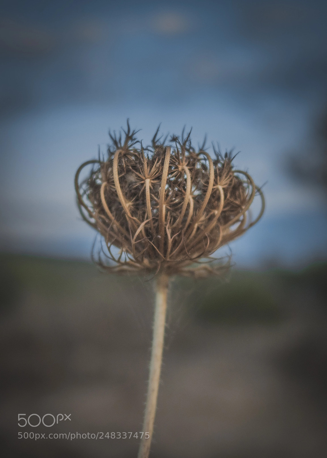 Panasonic Lumix DC-GH5 sample photo. Dust flower photography