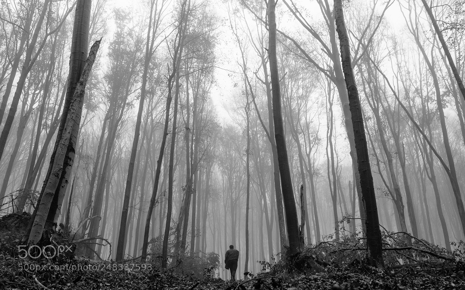 Nikon D500 sample photo. Codru. photography