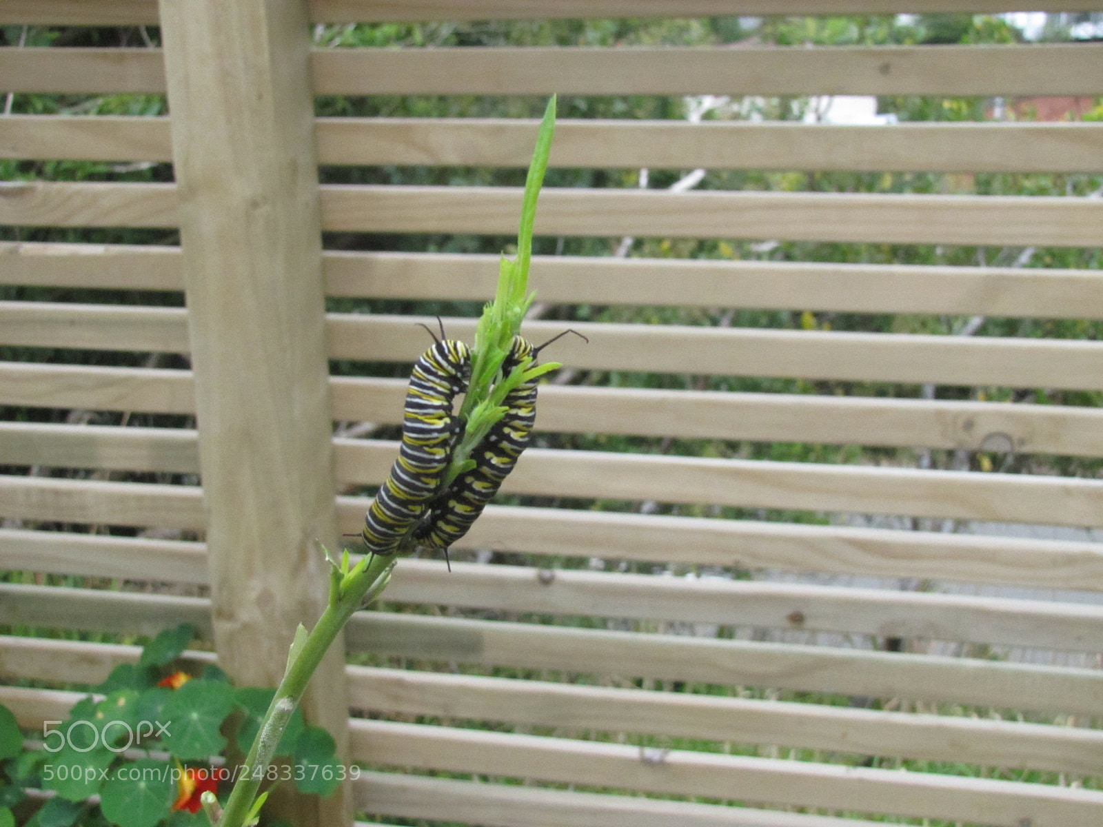 Canon PowerShot SX20 IS sample photo. Caterpillars in love :) photography